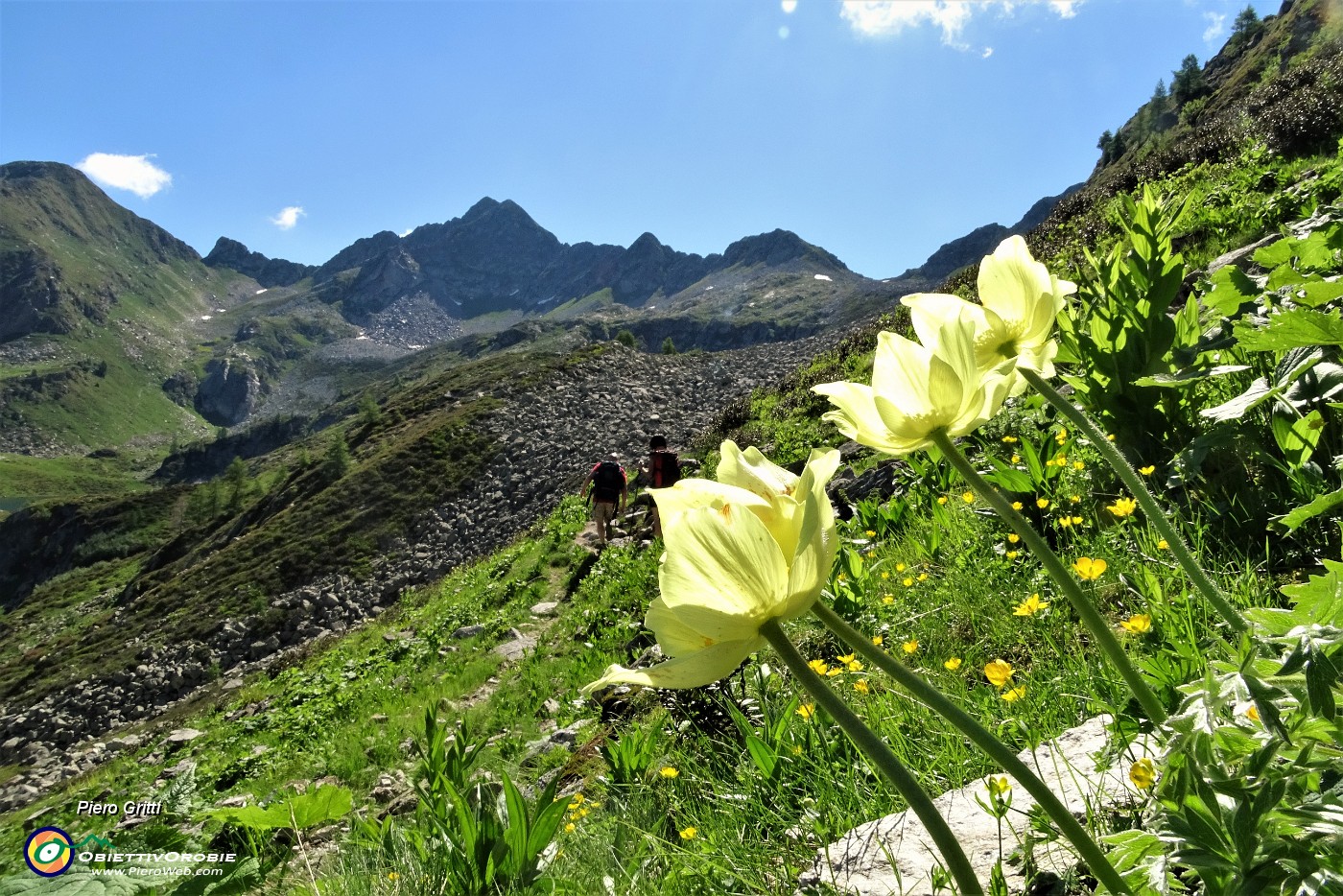 34 Pulsatilla alpina sulfurea con in alto Cima Cadelle.JPG